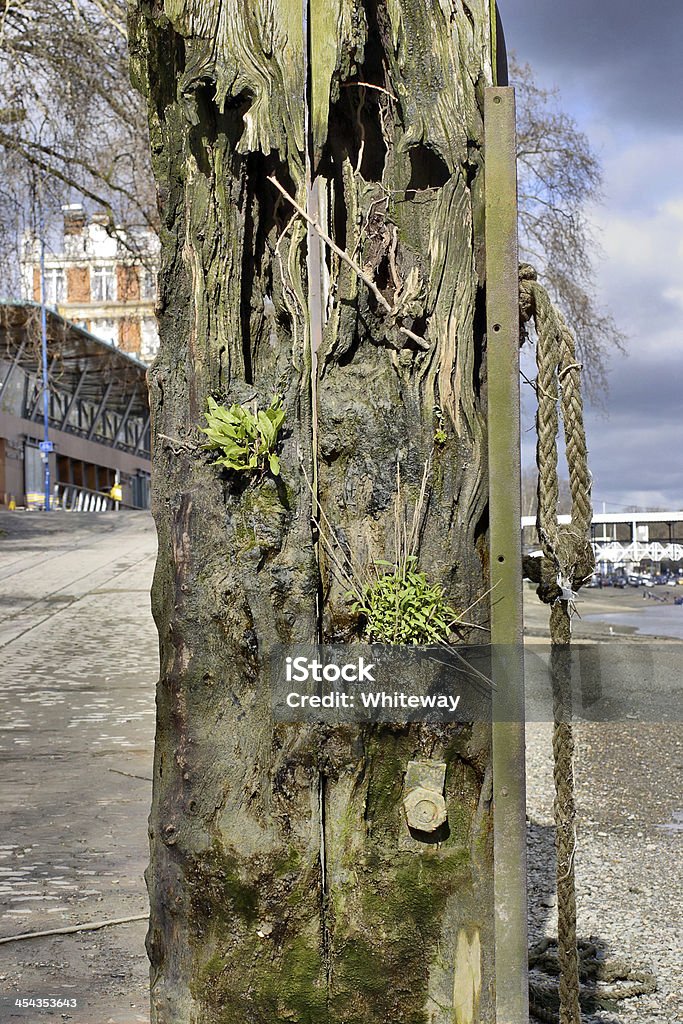 Old mooring post River Thames at Putney Eroded wooden post with iron fixings for mooring your boat on the River Thames in Putney, London. The fact that there are plants growing from the wood show that its useful days may be over. Close-up Stock Photo