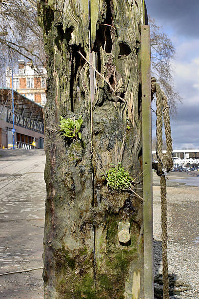 Old mooring post River Thames at Putney Eroded wooden post with iron fixings for mooring your boat on the River Thames in Putney, London. The fact that there are plants growing from the wood show that its useful days may be over. putney photos stock pictures, royalty-free photos & images