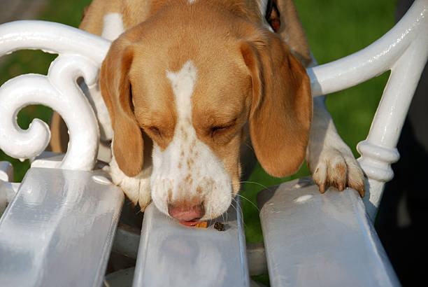 istock Dog eating treats on the bench 454354099