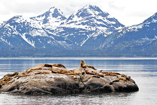 istock Sea lions on rock with mountain backdrop 454355297