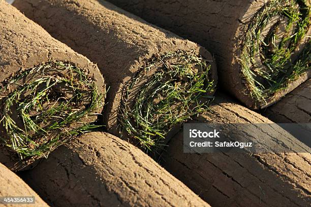 Photo libre de droit de Herbe banque d'images et plus d'images libres de droit de Brin d'herbe - Brin d'herbe, Caractéristiques de la végétation, Catastrophe naturelle