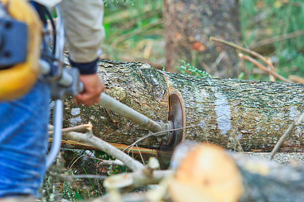 istock Deforest Man cutting piece of wood 454356881