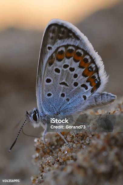 Mariposa Azul En Primer Plano Foto de stock y más banco de imágenes de Arena - Arena, Azul, Fotografía - Imágenes