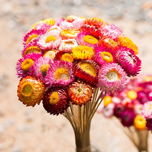istock Dry straw flower or everlasting ,Helichrysum bracteatum 454357247