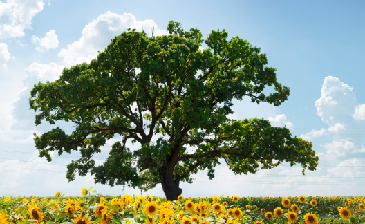 Lonely tree on the sunflowers field