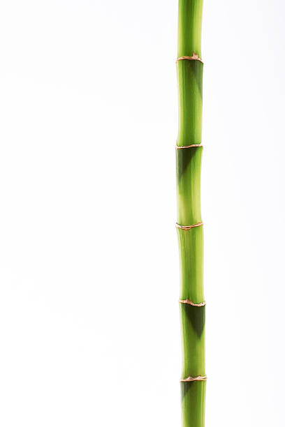 bastone di bambù - bamboo stem feng shui isolated foto e immagini stock