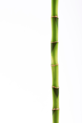 Bamboo stick isolated on white
