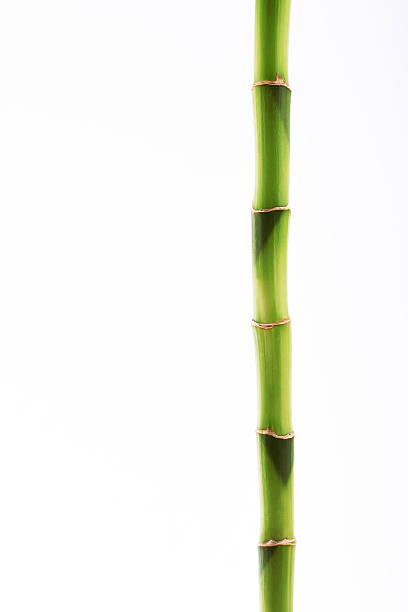 Bamboo Stick stock photo
