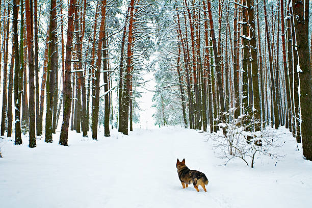 istock Pinewood cowered with snow 454360753