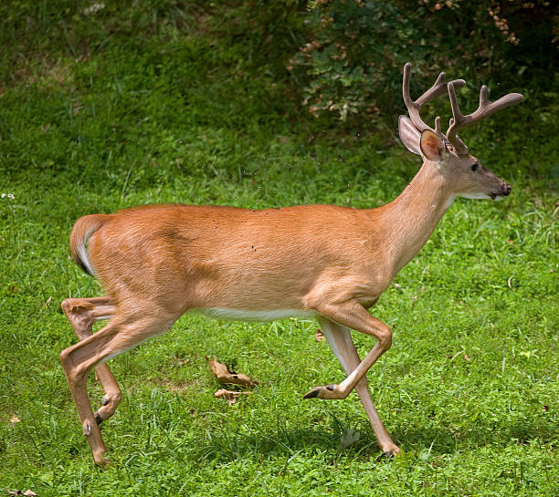 running buck - gnats white tailed deer deer animal imagens e fotografias de stock