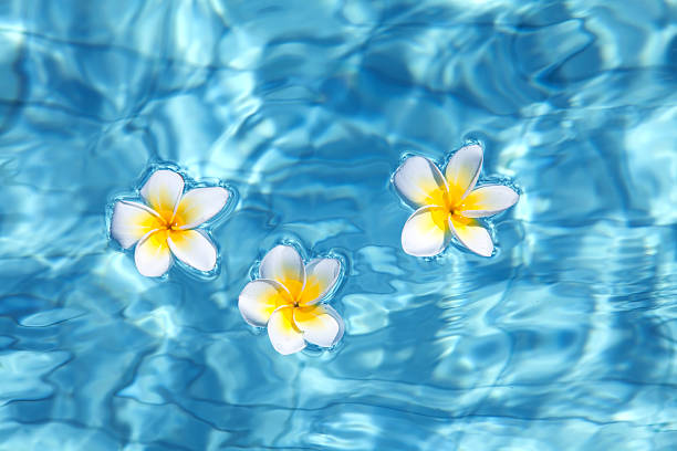istock Tropical frangipani flower in water 454365087