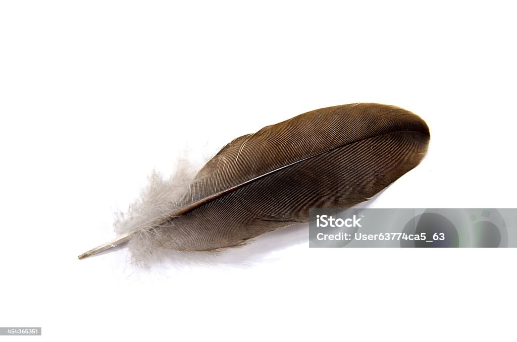 Piuma di uccello su sfondo bianco - Foto stock royalty-free di Aculeo