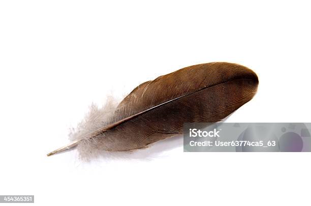 Piuma Di Uccello Su Sfondo Bianco - Fotografie stock e altre immagini di Aculeo - Aculeo, Animale, Astratto