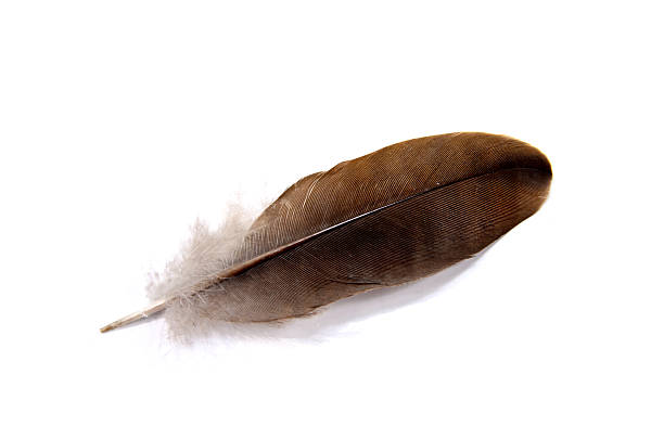 istock feather of  bird on a white background 454365351