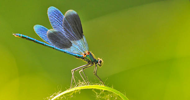 istock dragon fly on a blade of grass 454365631