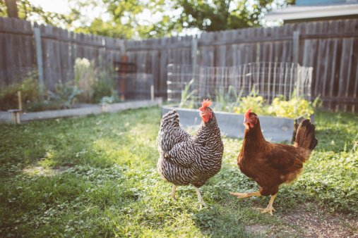 Two urban chickens waiting to get fed in a backyard