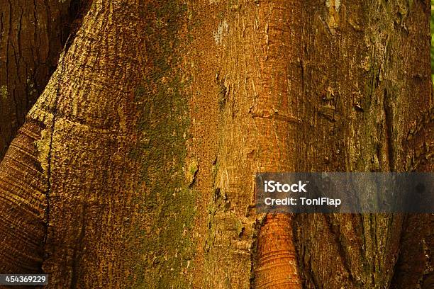 Detalhe De Ceiba Árvore Tropical O Fundo - Fotografias de stock e mais imagens de Abundância - Abundância, Ajardinado, Ambiente vegetal