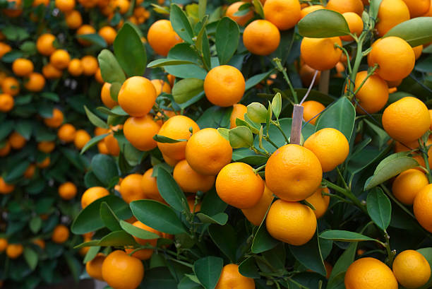orange auf plant - green ground juice freshness stock-fotos und bilder