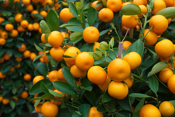 naranja en planta - green ground juice freshness fotografías e imágenes de stock