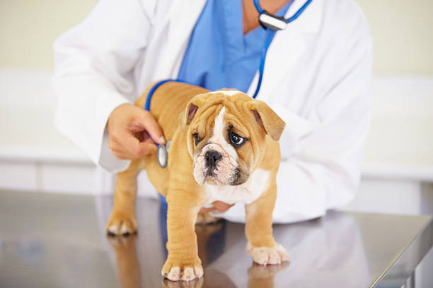 istock Healthy bundle of cuteness 454370263