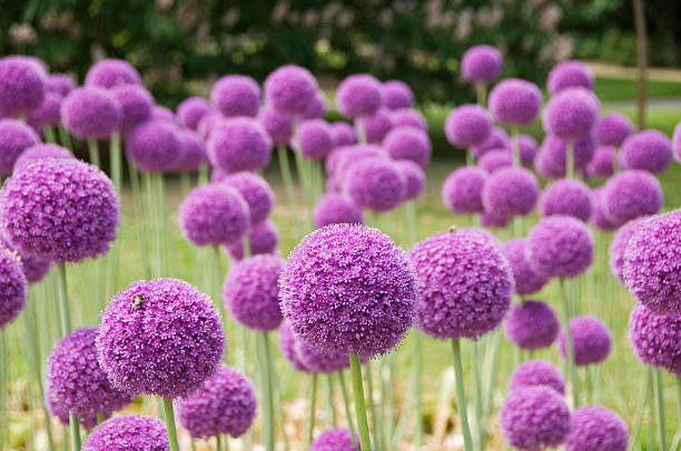 allium flores - allium flower fotografías e imágenes de stock