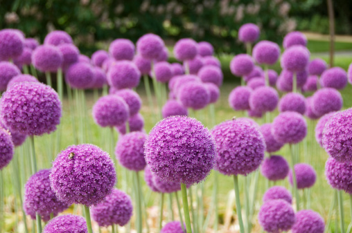 Purple flowers of an ornamental onion (allium) on a flower bed