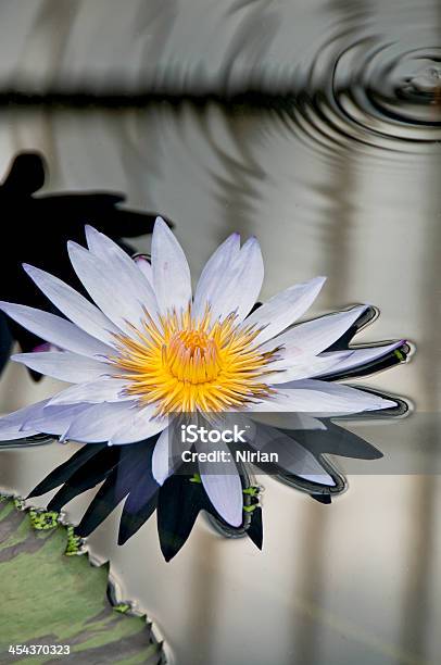 Water Lily Stock Photo - Download Image Now - Kew Gardens, London - England, Beauty In Nature