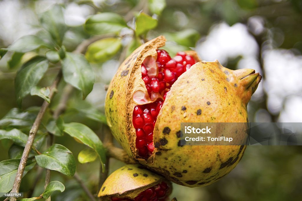 Offene Granatapfel-Frucht am Baum - Lizenzfrei Granatapfel Stock-Foto