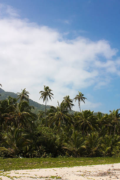 tropikalny las na morze karaibskie - soledad zdjęcia i obrazy z banku zdjęć