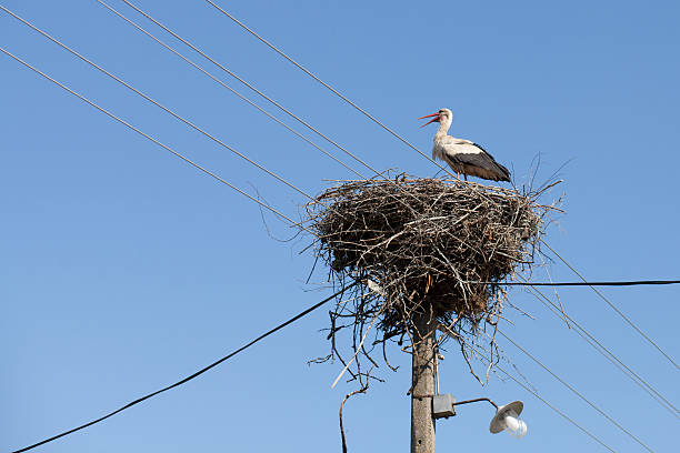 istock bird nest with stork on power pole 454372541