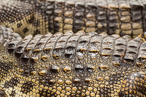 istock Close up of crocodile skin 454372933