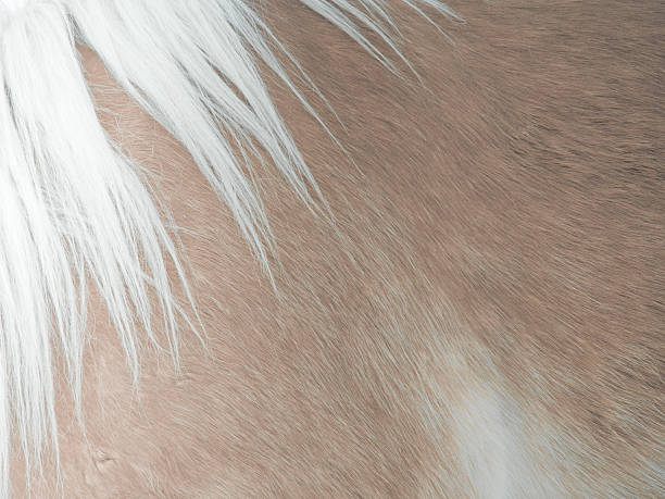 horse detalle de - chestnut close up close to macro fotografías e imágenes de stock