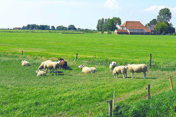 istock Sheep graze in a meadow near the Dutch farm 454374455