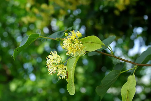 The flowers of linden-tree are used in an ethnomedicine for preparation of herbal tea