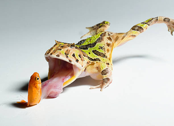 рогатая лягушка охотится маленькая рыба - frog animal tongue animal eating стоковые фото и изображения