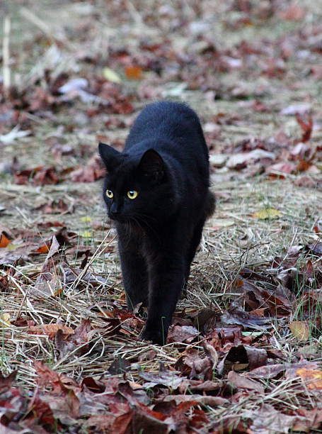 istock Black Cat with Yellow Eyes Walking Through Field 454377659