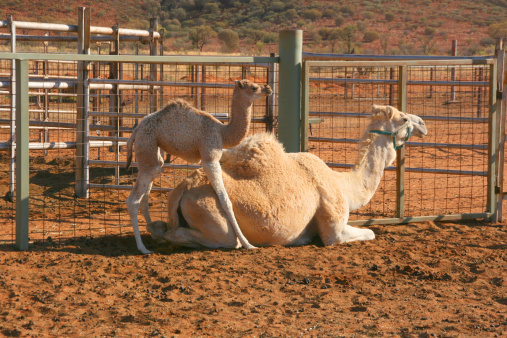 Newborn camel with a mom, nothern territory, australia. horizontal composition.