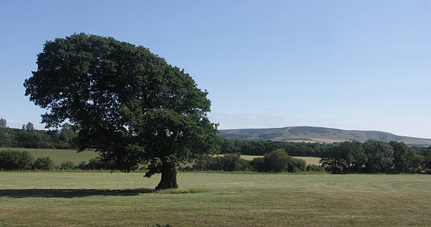 istock Leaning Tree Sussex 454378137