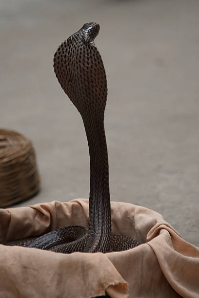 istock Cobra rising out of basket 454378685