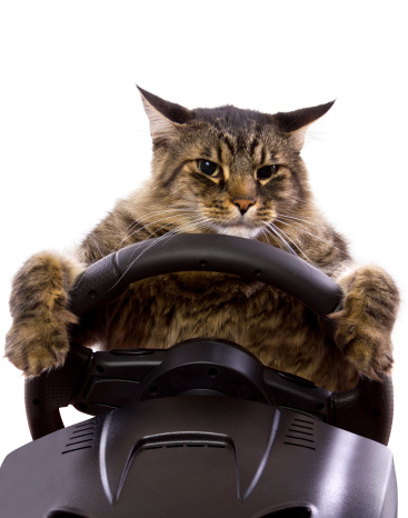 brown maine coon cat driving a steering wheel