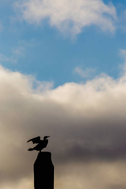 istock Cormorant in the Thames 454379201