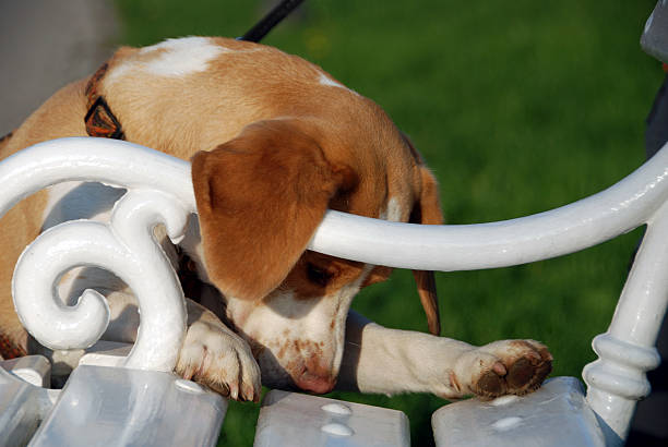 istock Beagle eating treats 454380037