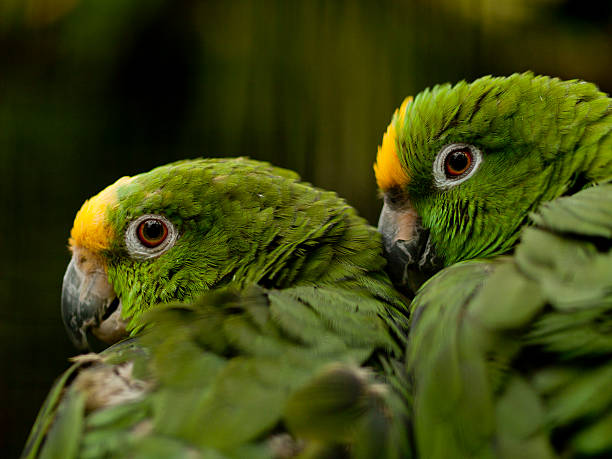 Yellow-crowned Amazon parrots stock photo