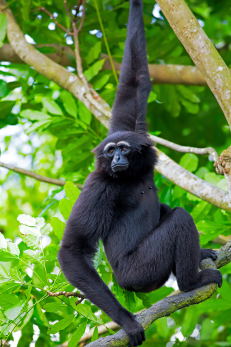 Siamang Gibbon hanging in the trees in Malaysia