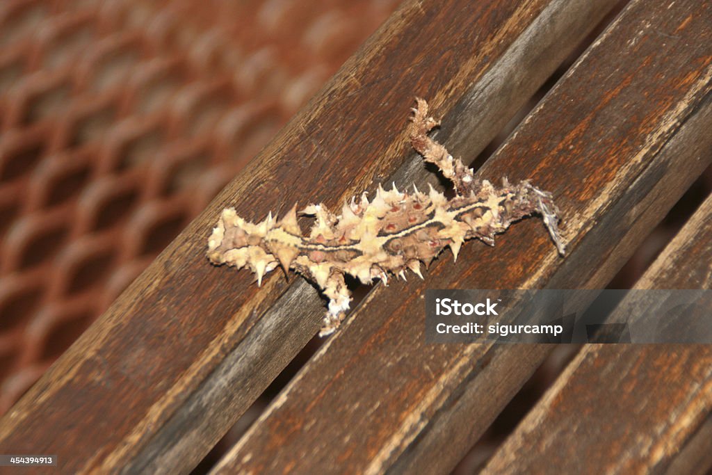 Thorny Devil on a bench, nothern territory, australia Thorny Devil (Moloch horridis), nothern territory, australia. horizontal composition. Animal Bone Stock Photo