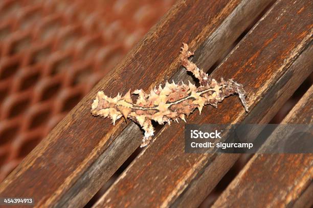 Thorny Devil On A Bench Nothern Territory Australia Stock Photo - Download Image Now