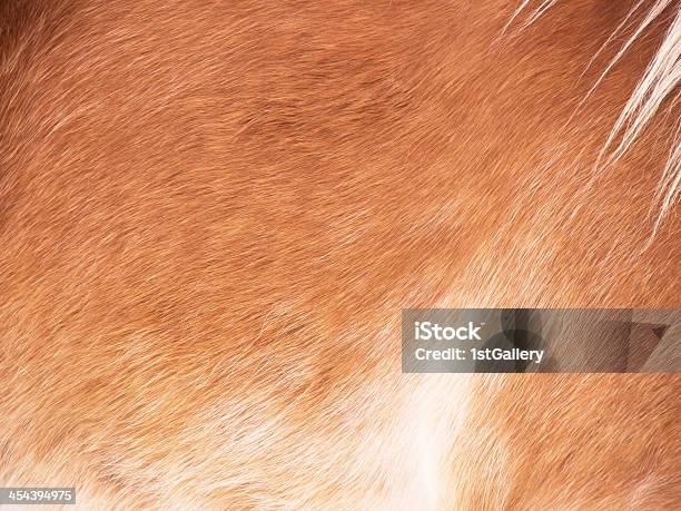 Pferddetail Stockfoto und mehr Bilder von Bildhintergrund - Bildhintergrund, Braun, Brauner