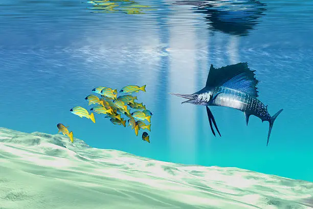 Yellow reef fish try to swim away and evade a large Sailfish on the hunt for food.