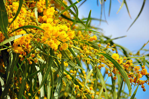 Acacia pycnantha (Golden Wattle) is Australia's floral emblem close up.