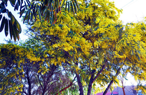 Acacia pycnantha (Golden Wattle) is Australia's floral emblem. It is a tree which flowers in late winter and spring, producing a mass of fragrant, fluffy, golden flowers.